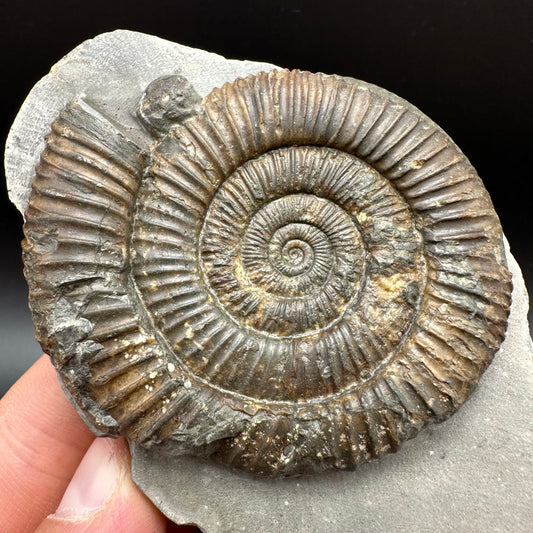Dactylioceras Ammonite Fossil With Box And Stand - Whitby, North Yorkshire Jurassic Coast Yorkshire Fossils
