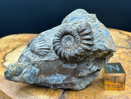 Androgynoceras capricornus Ammonite Fossil With Box And Stand - Whitby, North Yorkshire Jurassic Coast Yorkshire Fossils