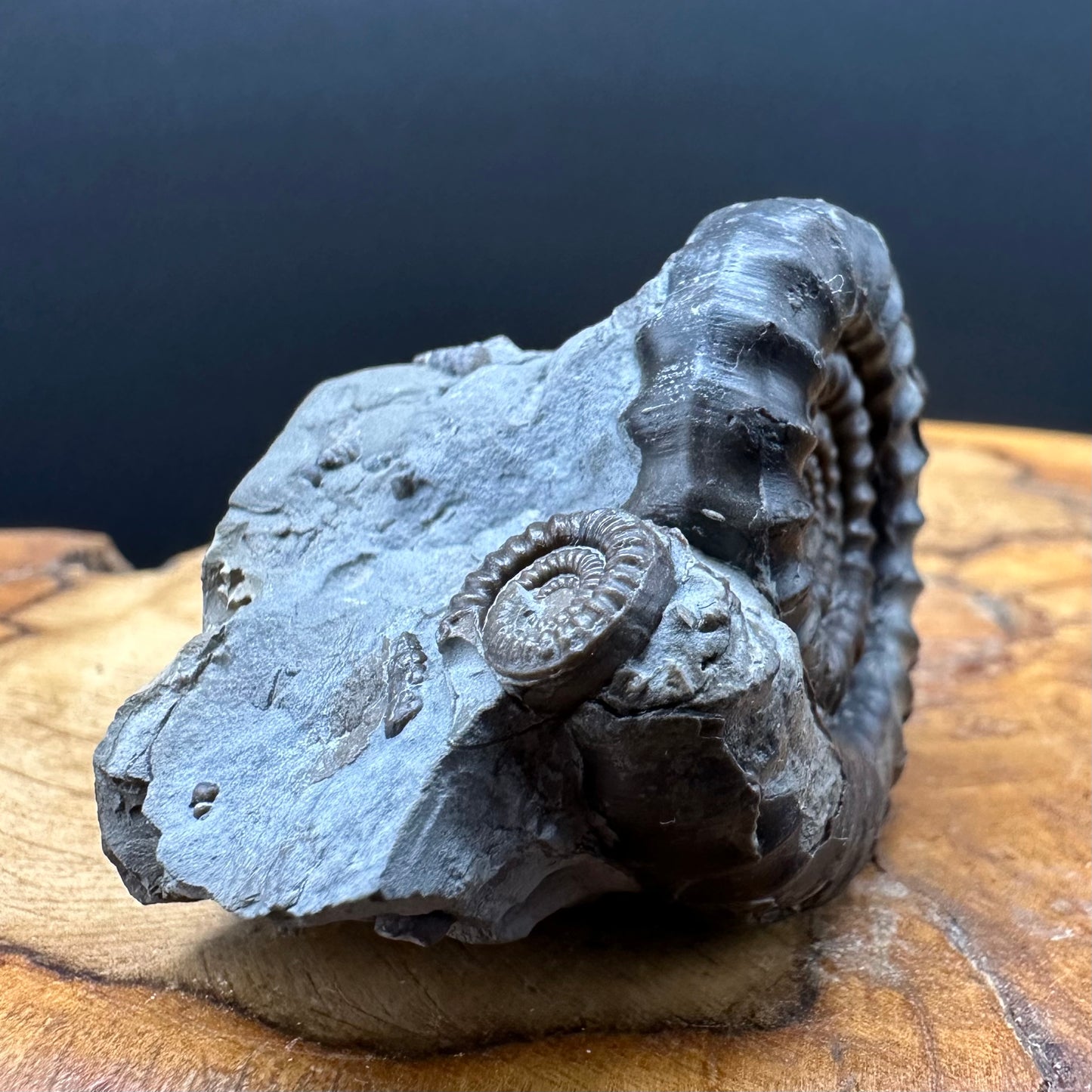 Gagaticeras Ammonite fossil with box and stand - Whitby, North Yorkshire Jurassic Coast Yorkshire Fossils