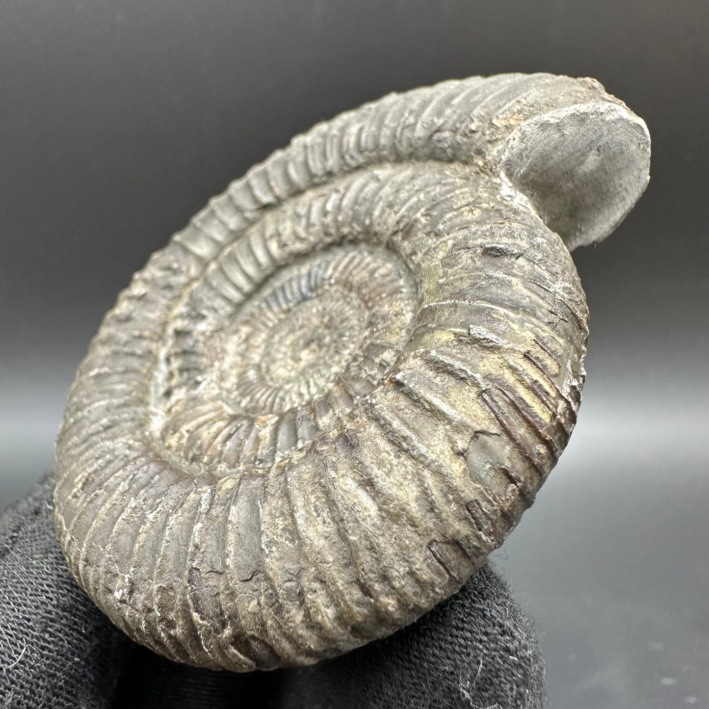 Dactylioceras Ammonite Fossil With Box And Stand - Whitby, North Yorkshire Jurassic Coast Yorkshire Fossils