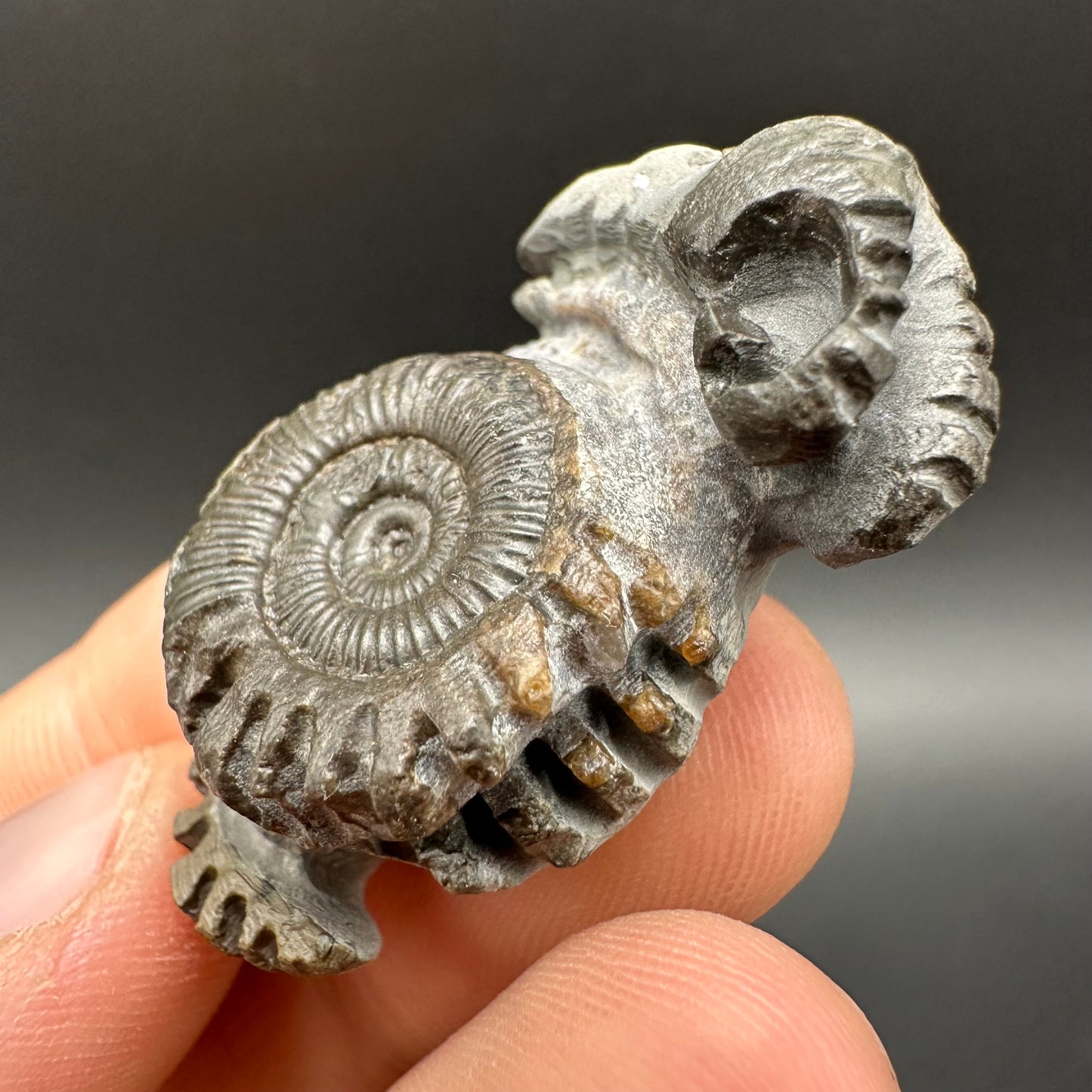 ‘Rammonite’ Snakestone Ammonite Fossil With Bag/Box And Stand - Whitby, North Yorkshire Jurassic Coast Yorkshire Fossils