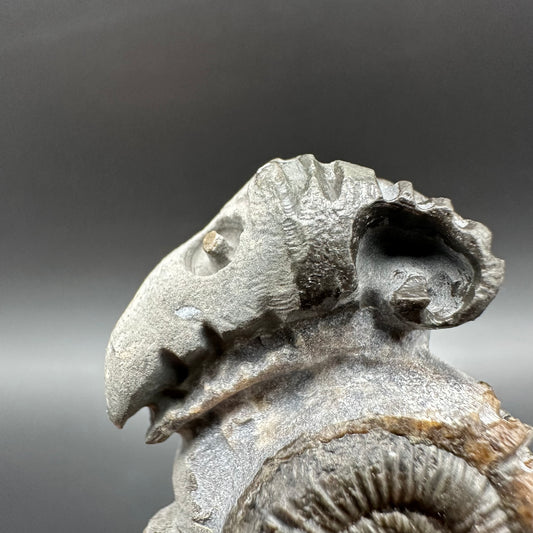 ‘Rammonite’ Snakestone Ammonite Fossil With Bag/Box And Stand - Whitby, North Yorkshire Jurassic Coast Yorkshire Fossils