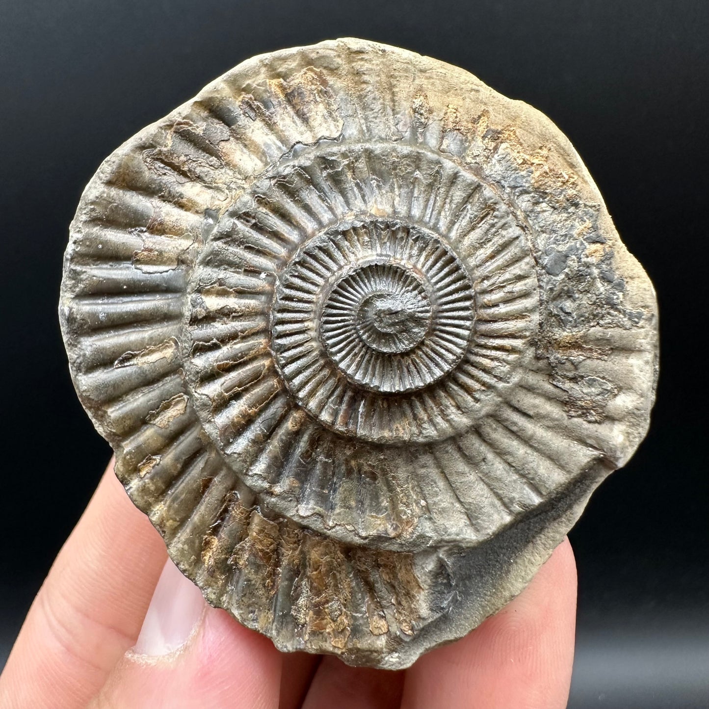 Dactylioceras Ammonite nodule (split pair) Fossil With Box And Stand - Whitby, North Yorkshire Jurassic Coast Yorkshire Fossils