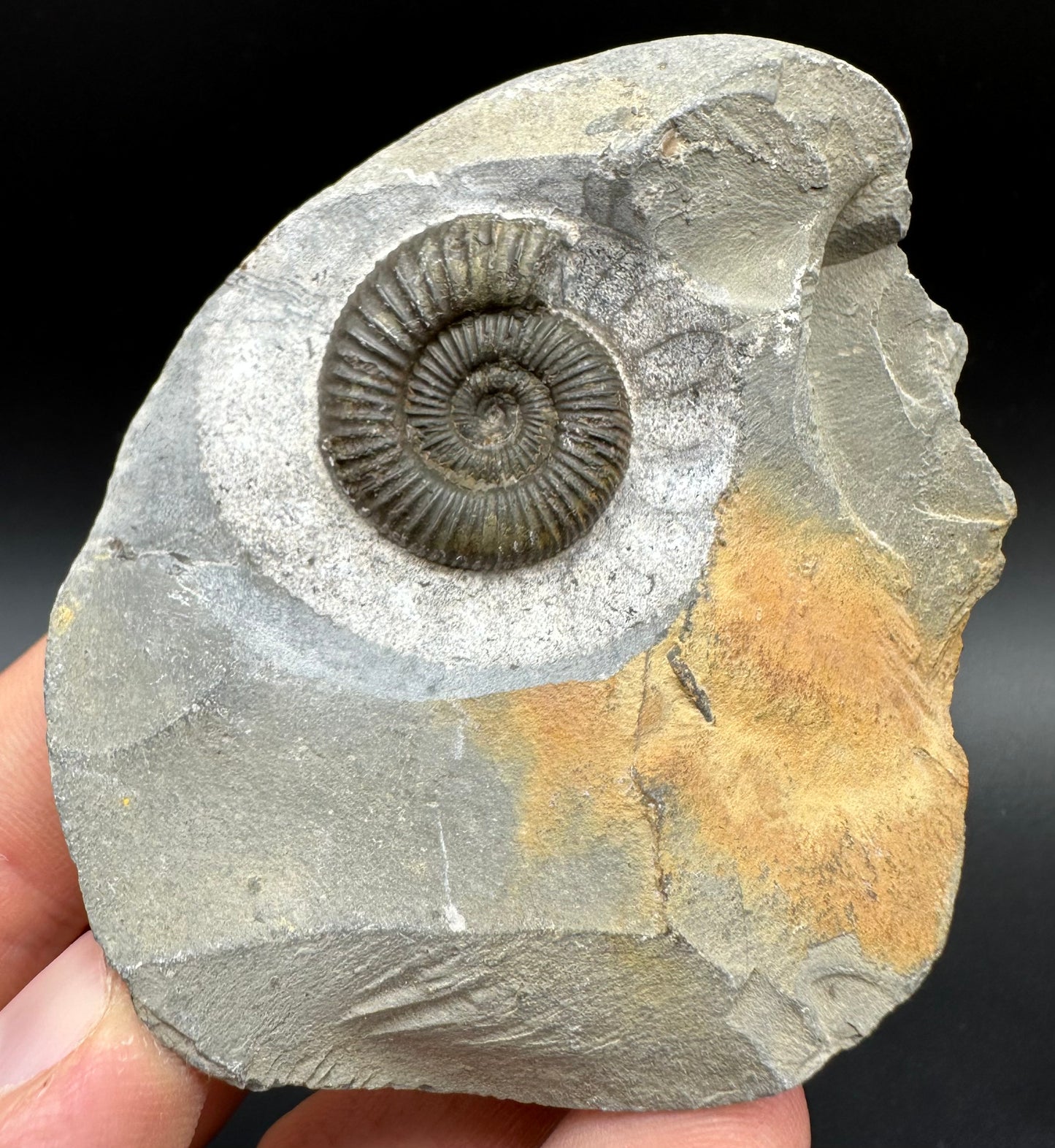 Dactylioceras Ammonite Fossil With Box And Stand - Whitby, North Yorkshire Jurassic Coast Yorkshire Fossils