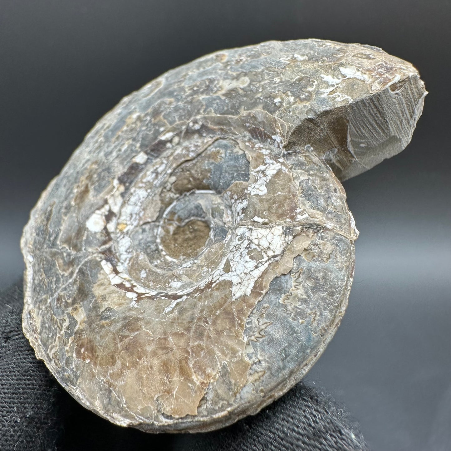 Hildoceras Bifrons Ammonite fossil with box and stand - Whitby, North Yorkshire Jurassic Coast, Yorkshire Fossils from the Jurassic Coast