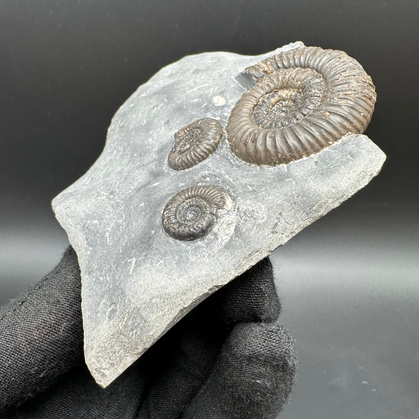 Gracile Multi-block Ammonite Fossil With Box And Stand - Whitby, North Yorkshire Jurassic Coast Yorkshire Fossils