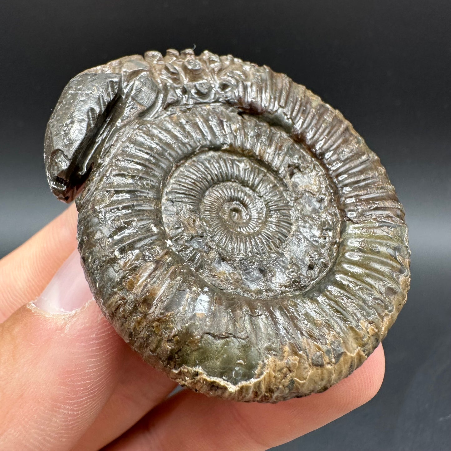 Snakestone Ammonite Fossil With Bag/Box And Stand - Whitby, North Yorkshire Jurassic Coast Yorkshire Fossils
