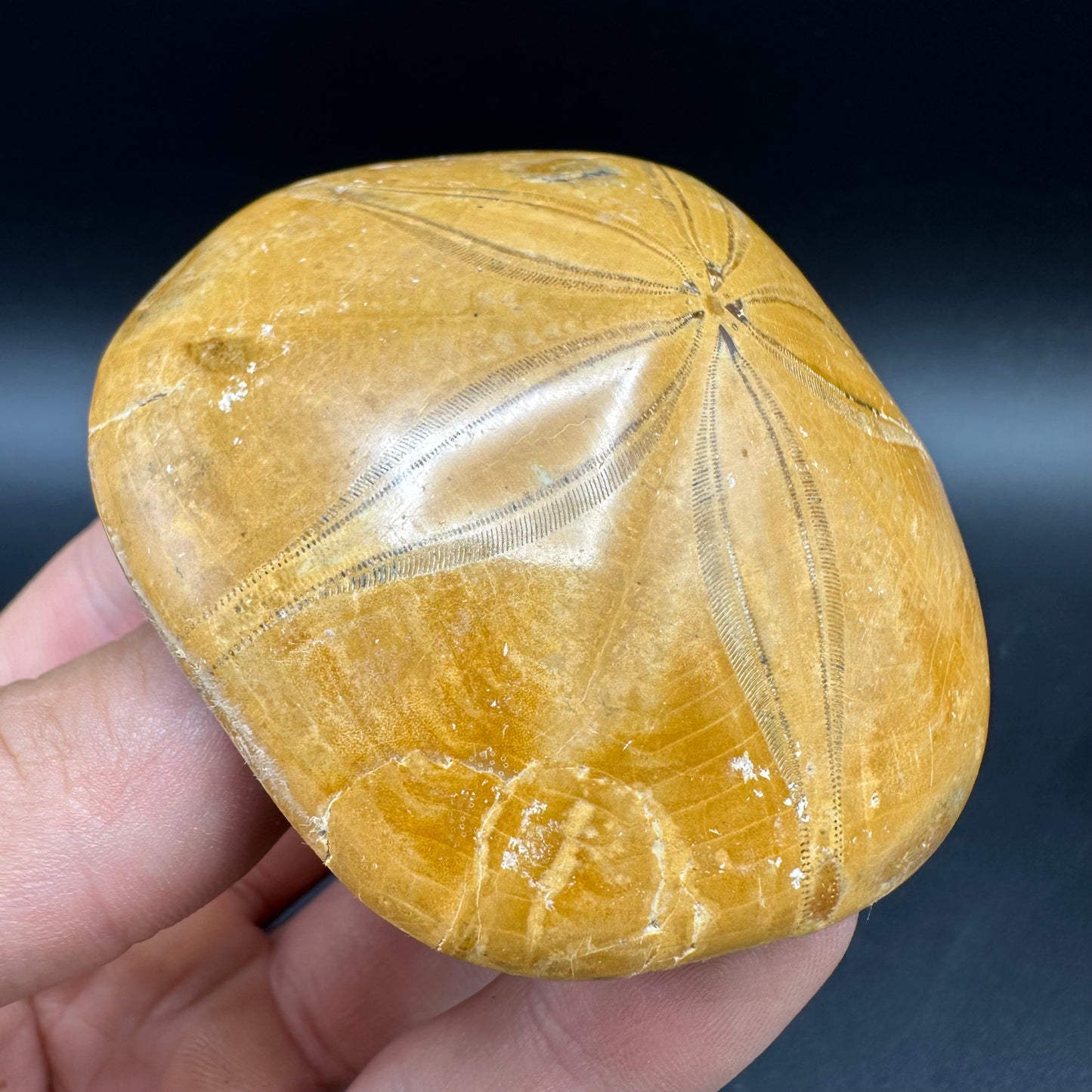Holectypus Sea Urchin Fossil With Box And Stand - Middle Jurassic Madagascar