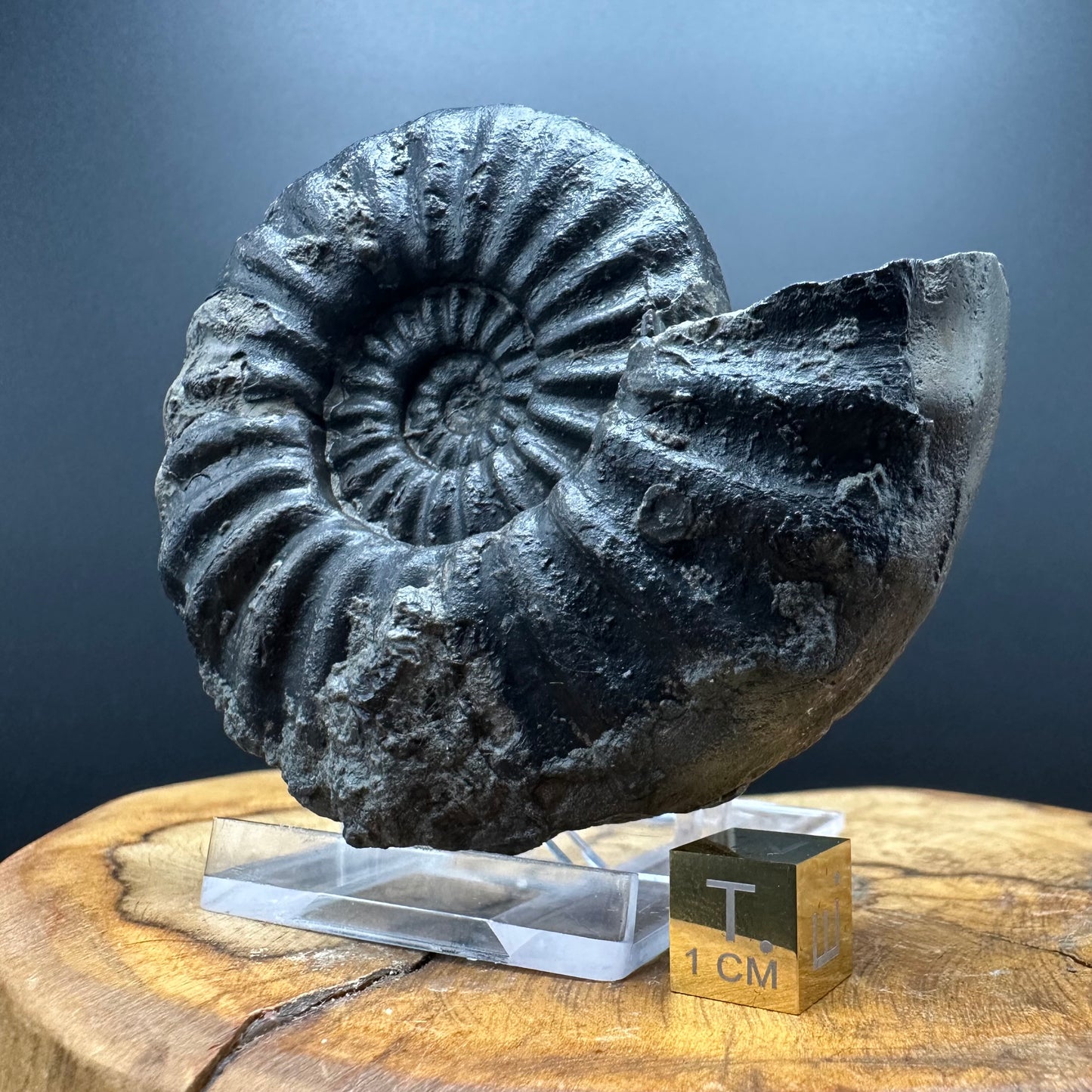 Asteroceras Ammonite fossil with box and stand - Whitby, North Yorkshire Jurassic Coast Yorkshire Fossils