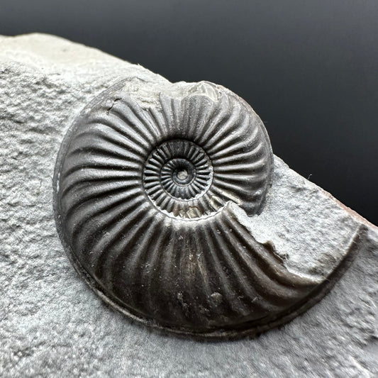 Eparietites Sp. Ammonite fossil with box and stand - Whitby, North Yorkshire Jurassic Coast Yorkshire Fossils