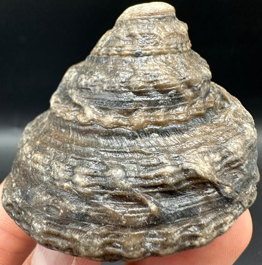 Gastropod Shell Fossil With Box And Stand - Whitby, North Yorkshire, Jurassic Coast, Yorkshire Fossils