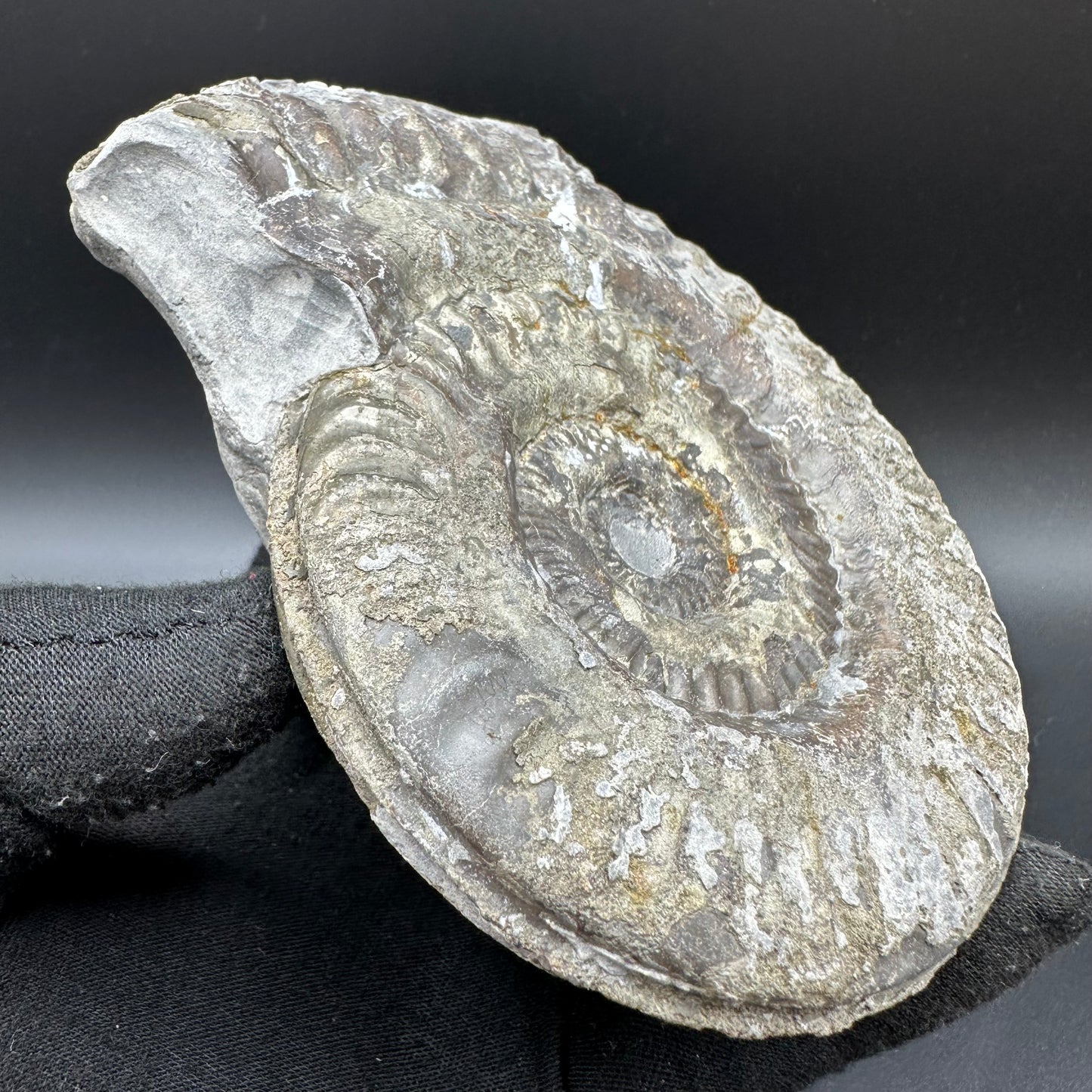 Golden Hildoceras lusitanicum Ammonite fossil with stand - Whitby, North Yorkshire, Jurassic Coast, Yorkshire Fossils from the Jurassic Coast