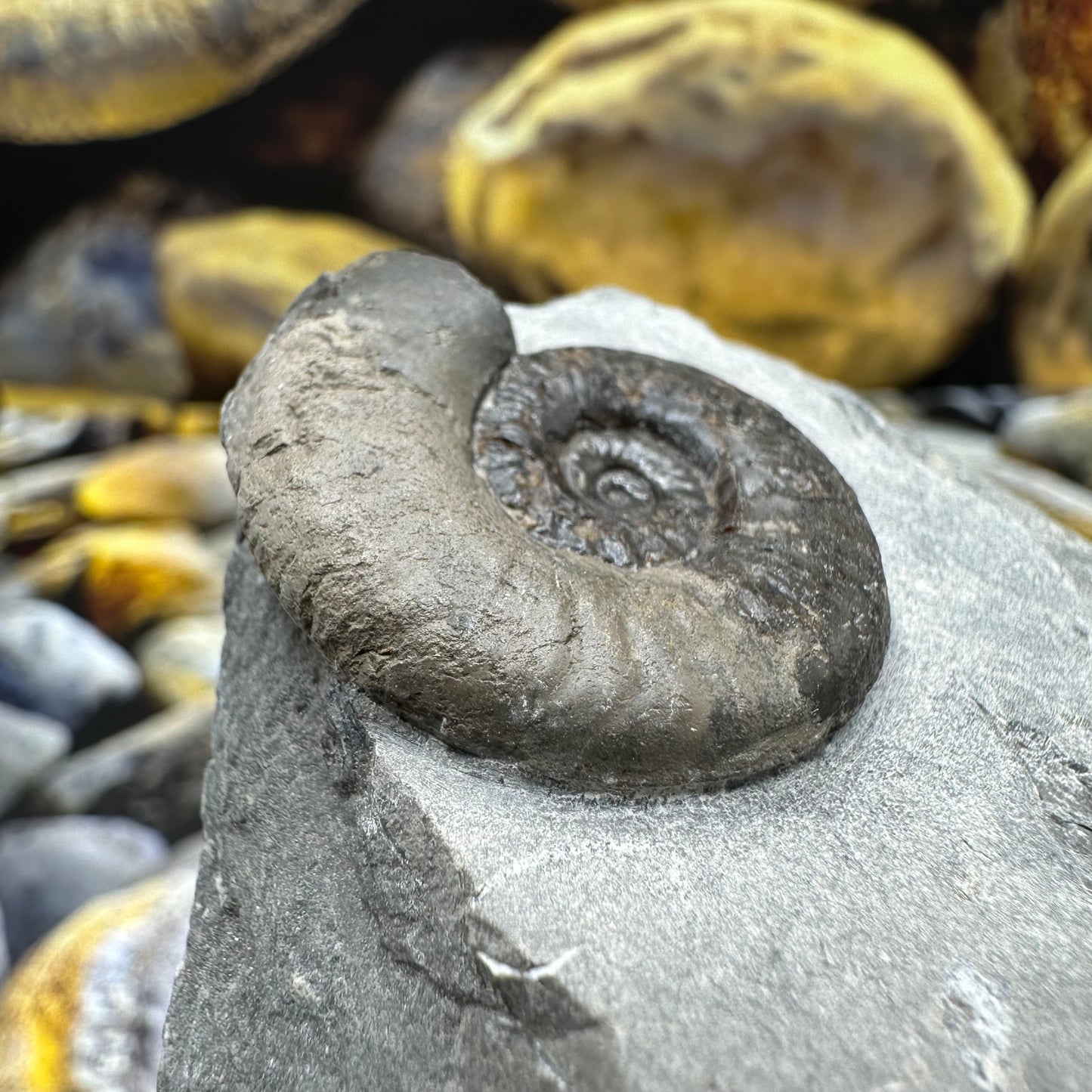 Grammoceras thoaurense ammonite shell fossil - Whitby, North Yorkshire