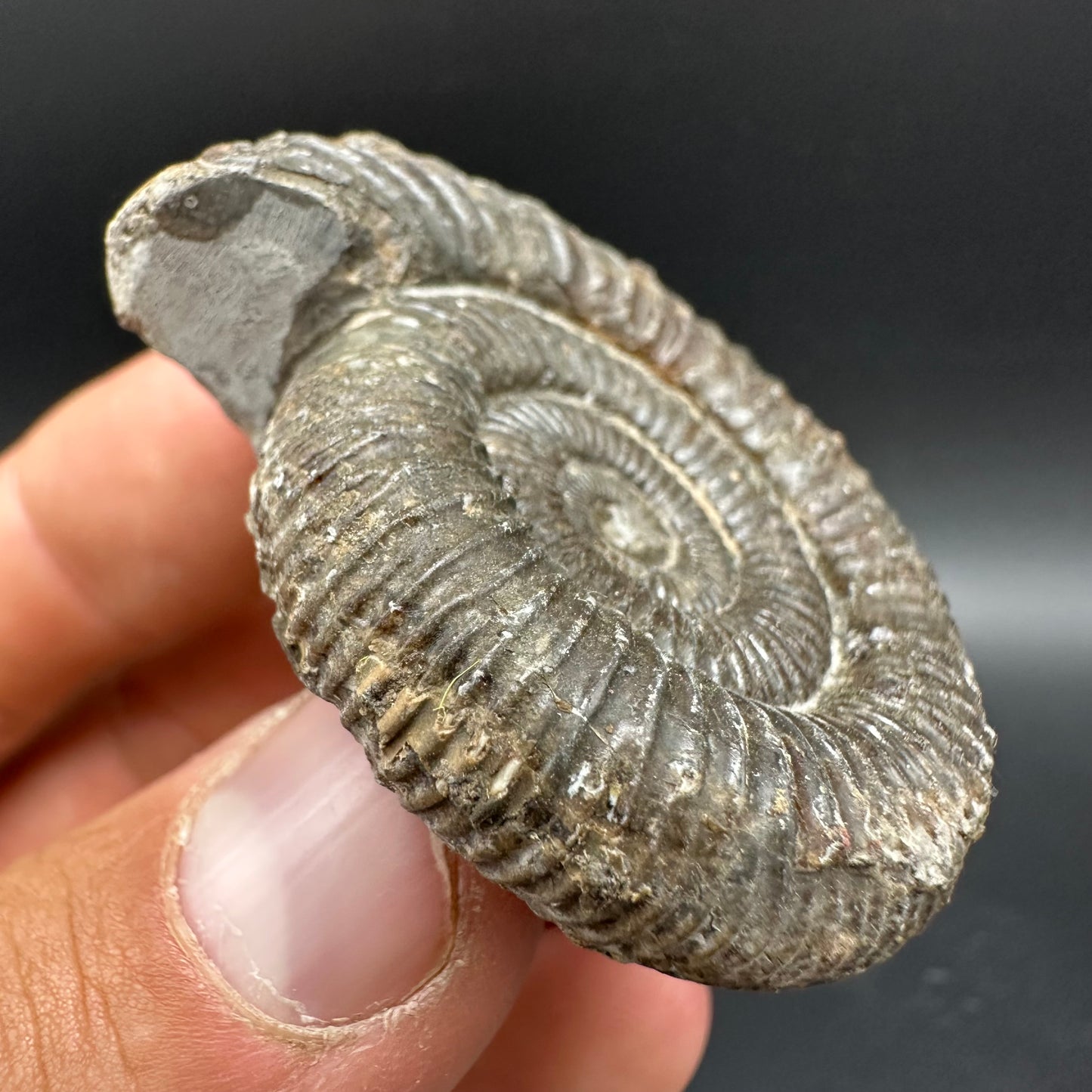 Dactylioceras Ammonite Fossil With Box And Stand - Whitby, North Yorkshire Jurassic Coast Yorkshire Fossils