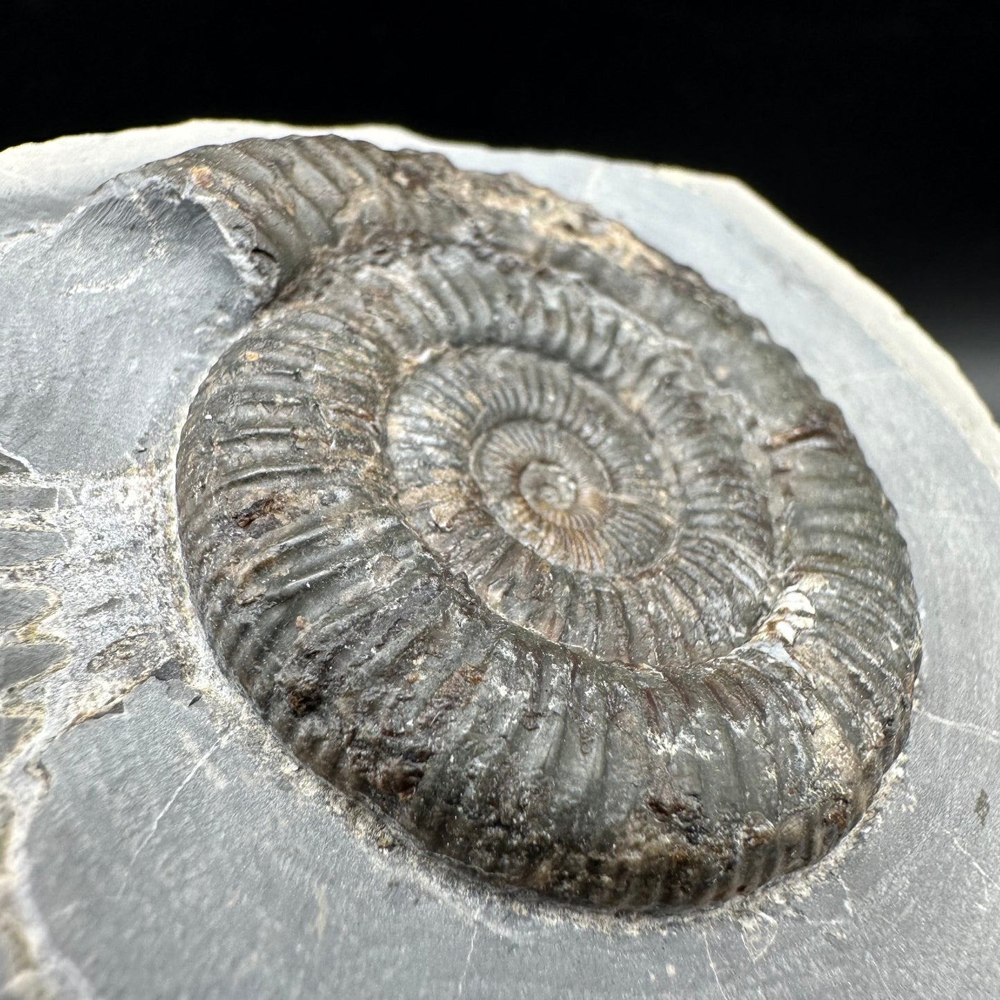 Dactylioceras Ammonite Fossil With Box And Stand - Whitby, North Yorkshire Jurassic Coast Yorkshire Fossils