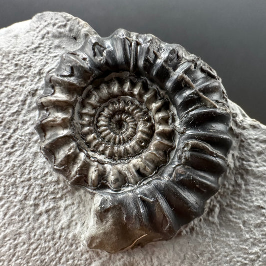 Gagaticeras Ammonite fossil with box and stand - Whitby, North Yorkshire Jurassic Coast Yorkshire Fossils