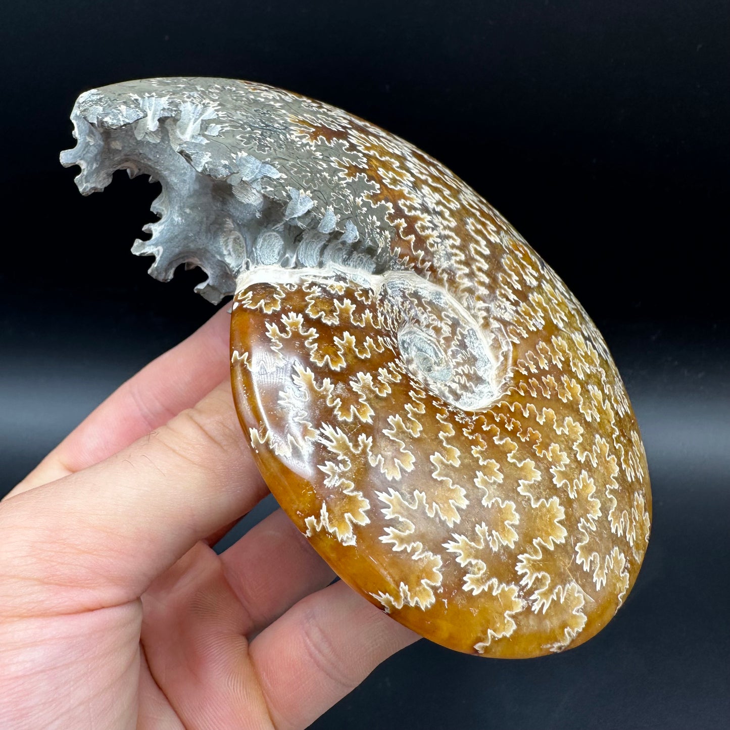 Cleoniceras Ammonite Fossil With Box And Stand - Cretaceous Ammonite Madagascar