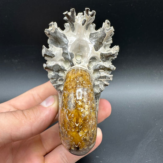 Phylloceras Ammonite Fossil With Box And Stand - Cretaceous Ammonite Madagascar