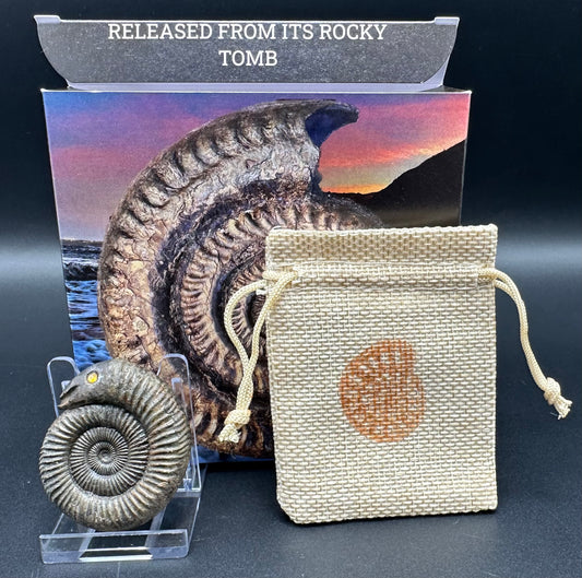 Snakestone Ammonite Fossil With Bag/Box And Stand - Whitby, North Yorkshire Jurassic Coast Yorkshire Fossils