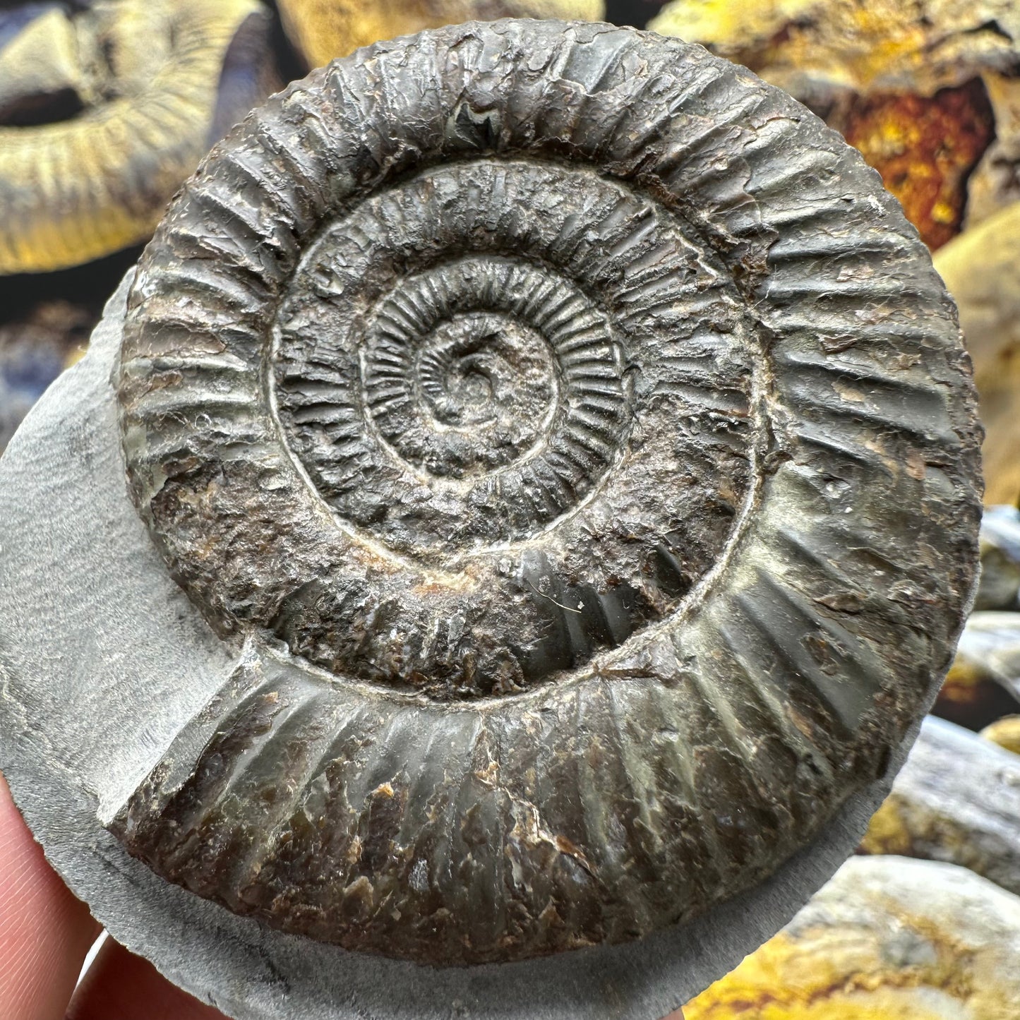 Dactylioceras ammonite fossil - Whitby, North Yorkshire Jurassic Coast