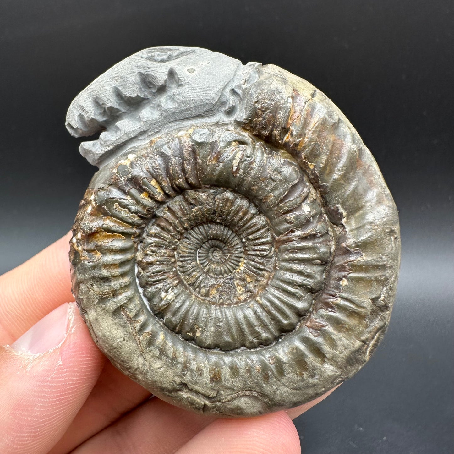 Snakestone Ammonite Fossil With Bag/Box And Stand - Whitby, North Yorkshire Jurassic Coast Yorkshire Fossils