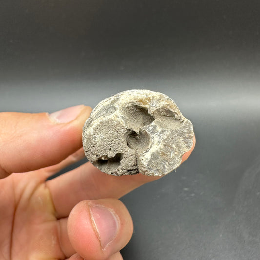 Belemnite (Fossil Squid) shell fossil - Whitby, North Yorkshire Jurassic Coast Yorkshire Fossils