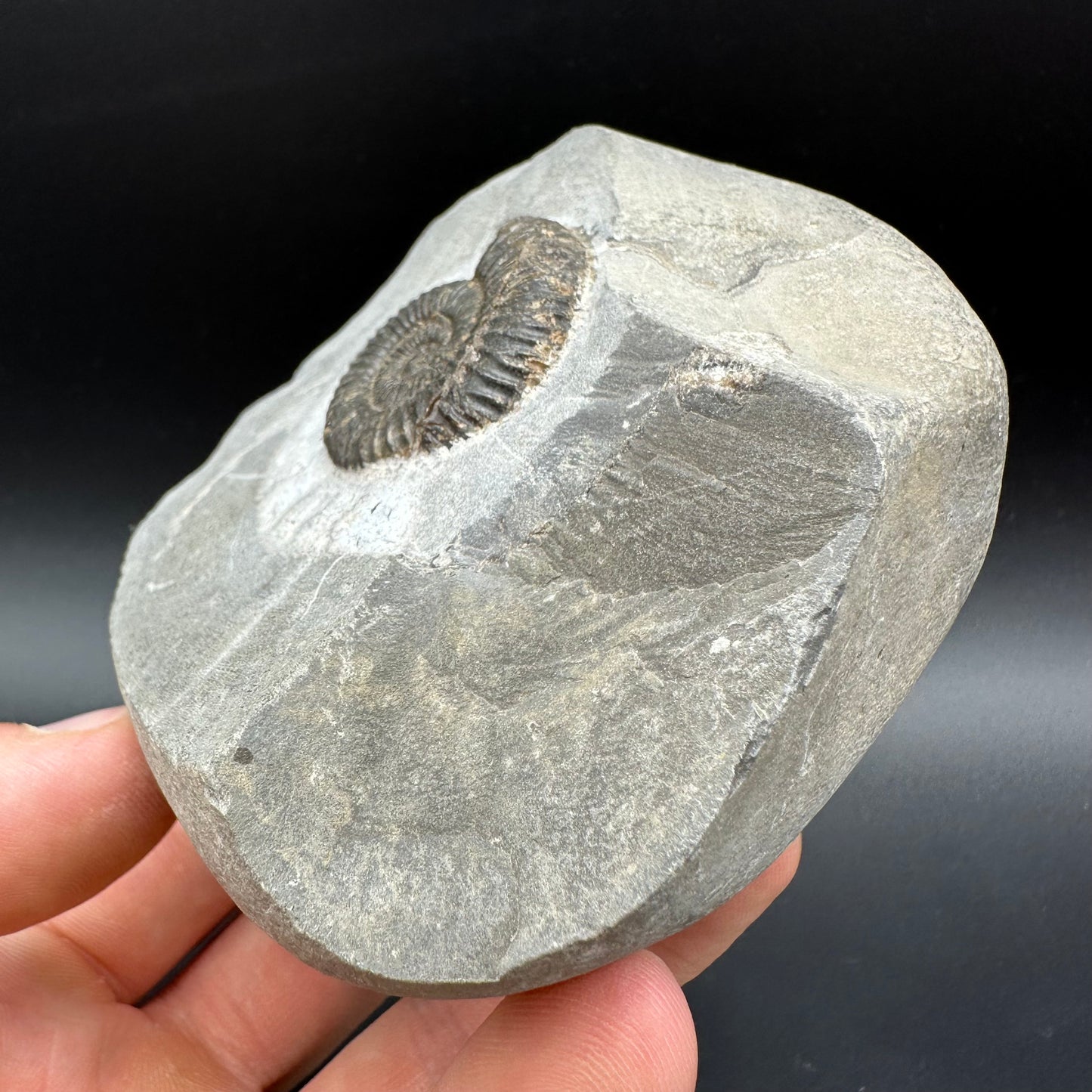 Dactylioceras Ammonite Fossil With Box And Stand - Whitby, North Yorkshire Jurassic Coast Yorkshire Fossils