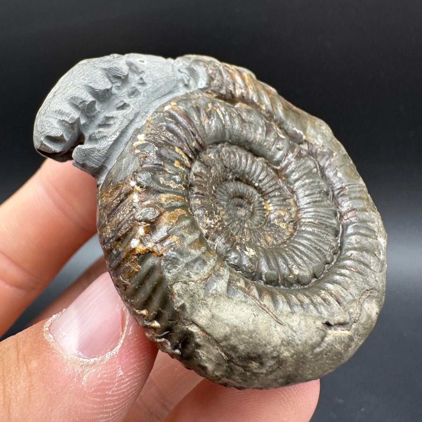 Snakestone Ammonite Fossil With Bag/Box And Stand - Whitby, North Yorkshire Jurassic Coast Yorkshire Fossils