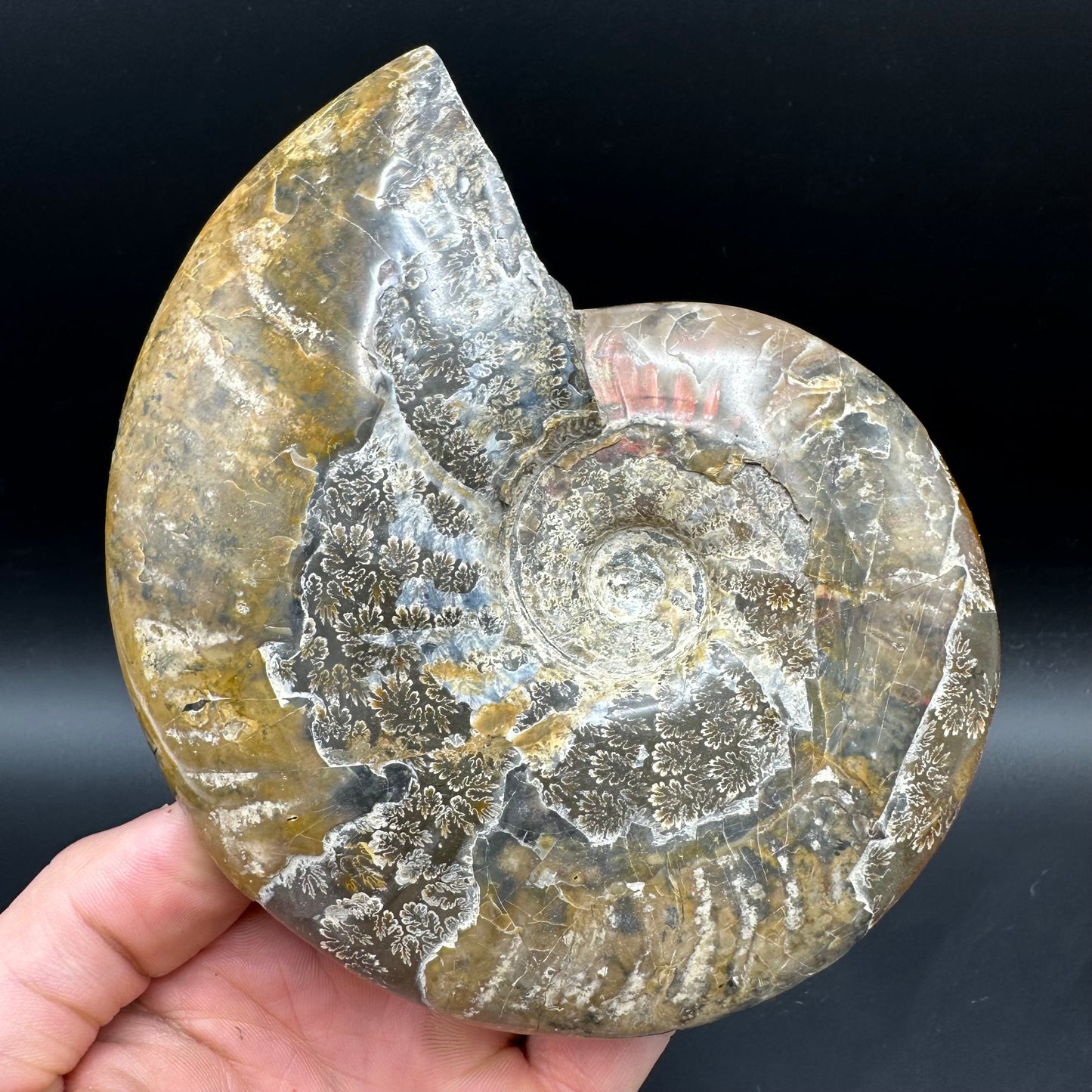 Cleoniceras Ammonite Fossil With Stand - Cretaceous Ammonite Madagascar