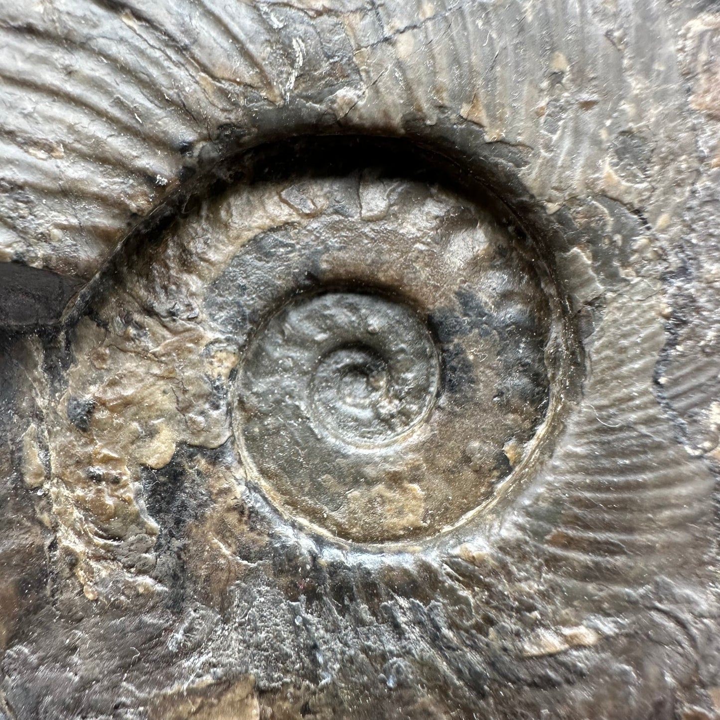Harpoceras Sp. Ammonite fossil with stand - Whitby, North Yorkshire Jurassic Coast Yorkshire Fossils