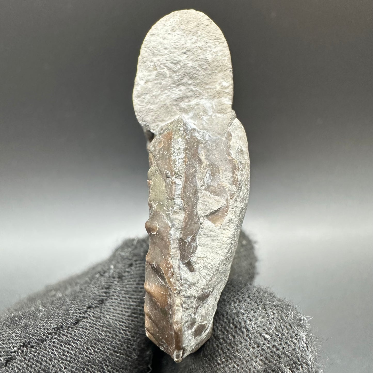 Agassiceras shell fossil with box and stand - Whitby, North Yorkshire Jurassic Coast Yorkshire Fossils