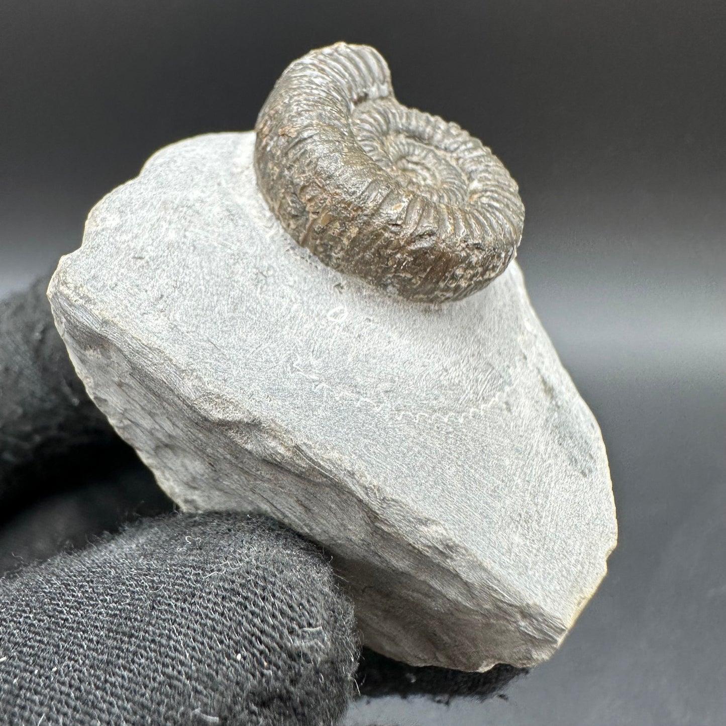 Porpoceras vortex ammonite fossil with box and stand - Whitby, North Yorkshire Jurassic Coast, Yorkshire fossils