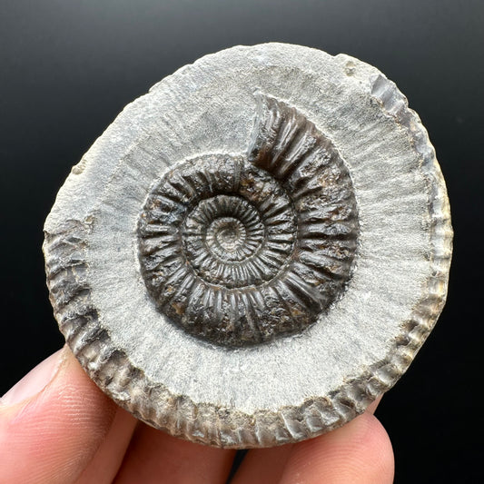 Dactylioceras Ammonite nodule (split pair) Fossil With Box And Stand - Whitby, North Yorkshire Jurassic Coast Yorkshire Fossils