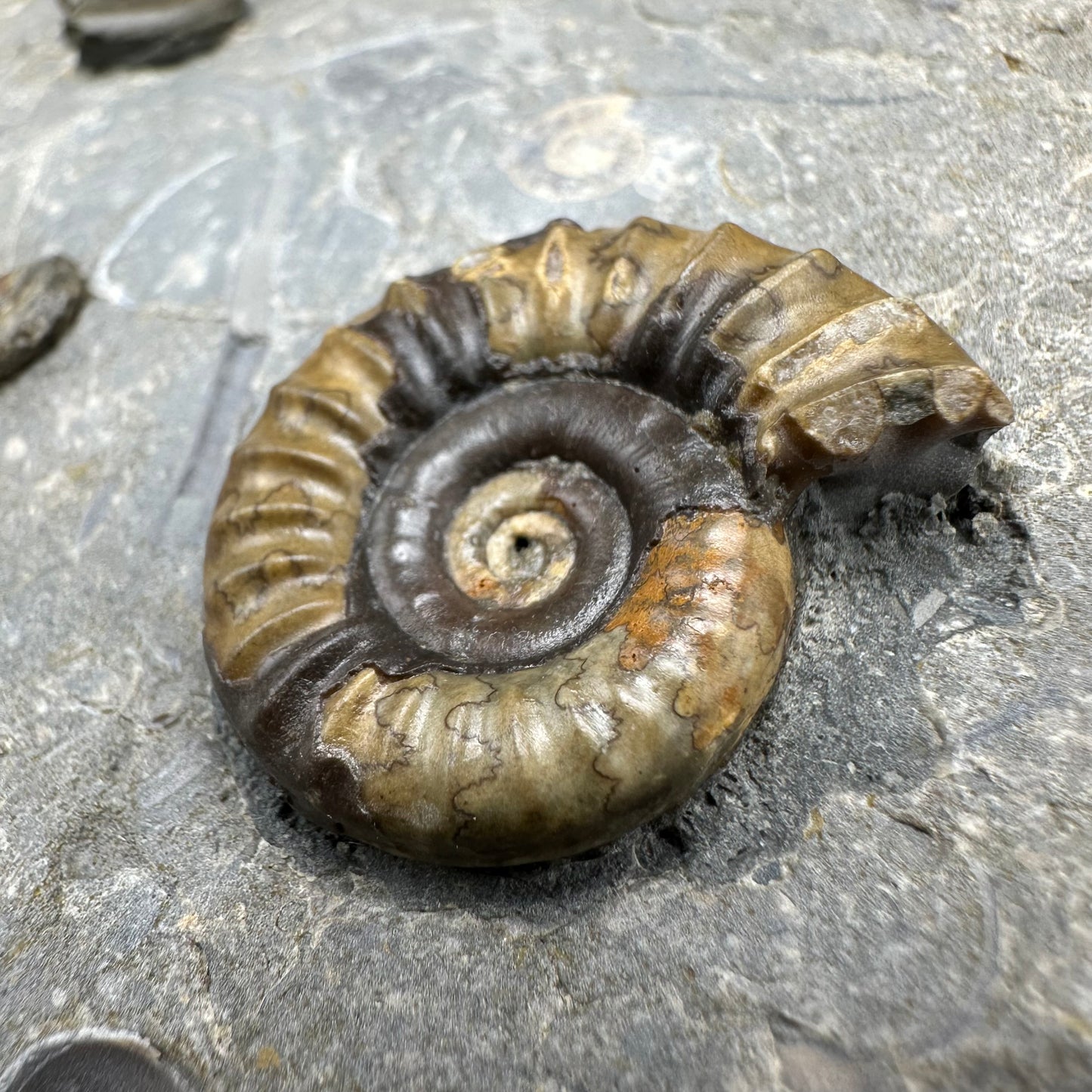 Arnioceras ammonite shell fossil with stand - Whitby, North Yorkshire Jurassic Coast Yorkshire Fossils