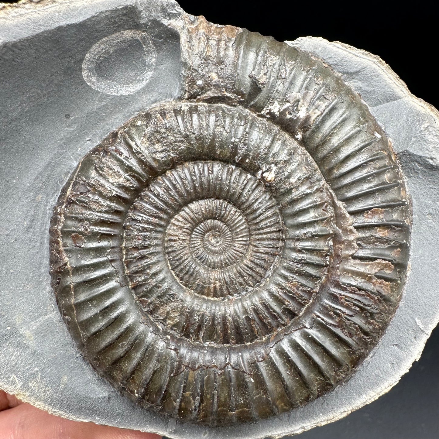 Dactylioceras Ammonite nodule (split pair) Fossil With Stand - Whitby, North Yorkshire Jurassic Coast Yorkshire Fossils