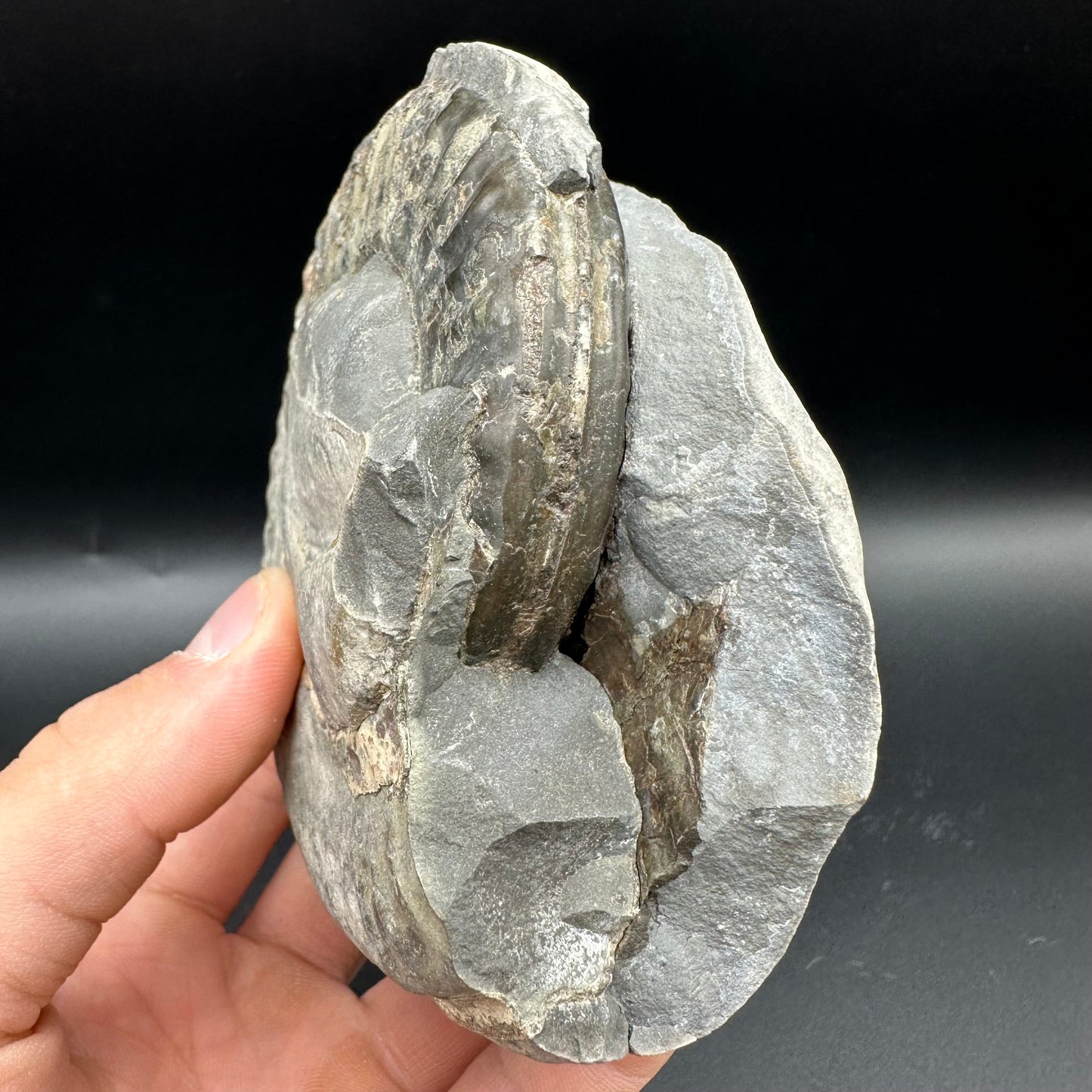 Hildoceras lusitanicum Ammonite Nodule (split pair) Fossil With Box And Stand - Whitby, North Yorkshire Jurassic Coast Yorkshire Fossils
