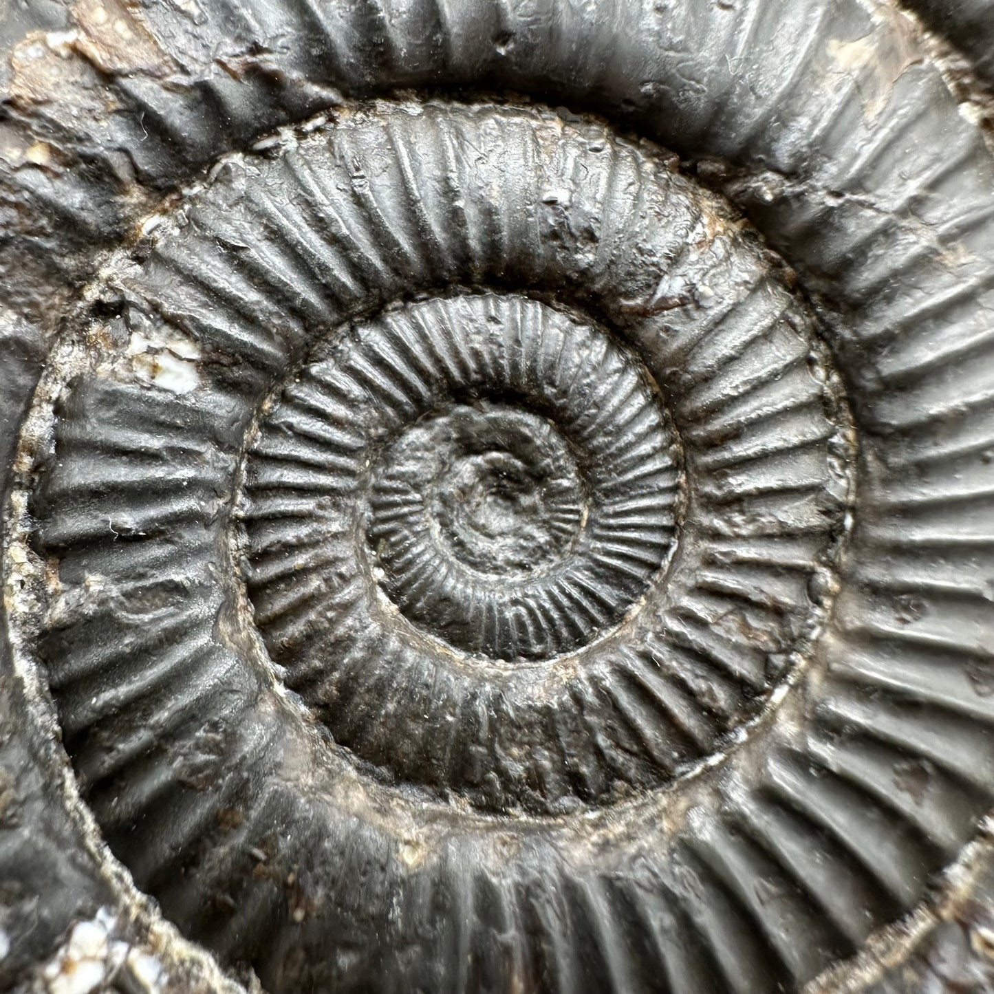 Dactylioceras Multi ammonite fossil with box and stand - Whitby, North Yorkshire Jurassic Coast, Yorkshire Fossils