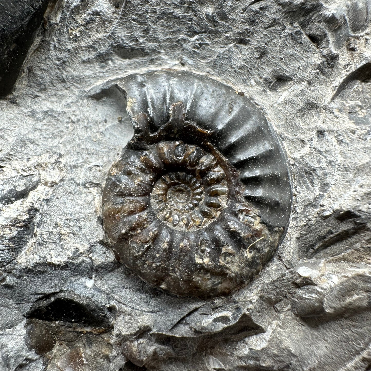 Amaltheus subnodosus ammonite fossil - Whitby, North Yorkshire Jurassic Coast, Yorkshire Fossils