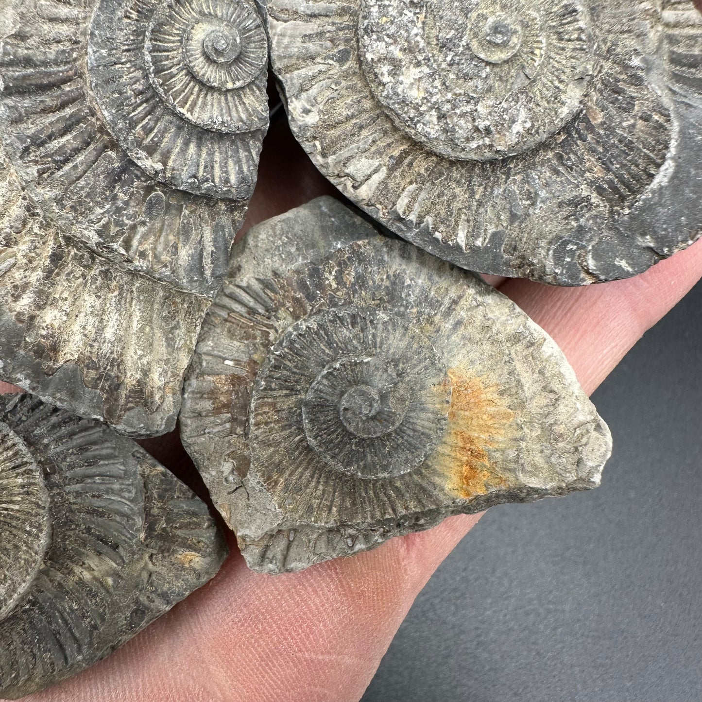 Dactylioceras imprint (negative) bundle ammonite shell fossil with box - Whitby, North Yorkshire, Yorkshire Fossils