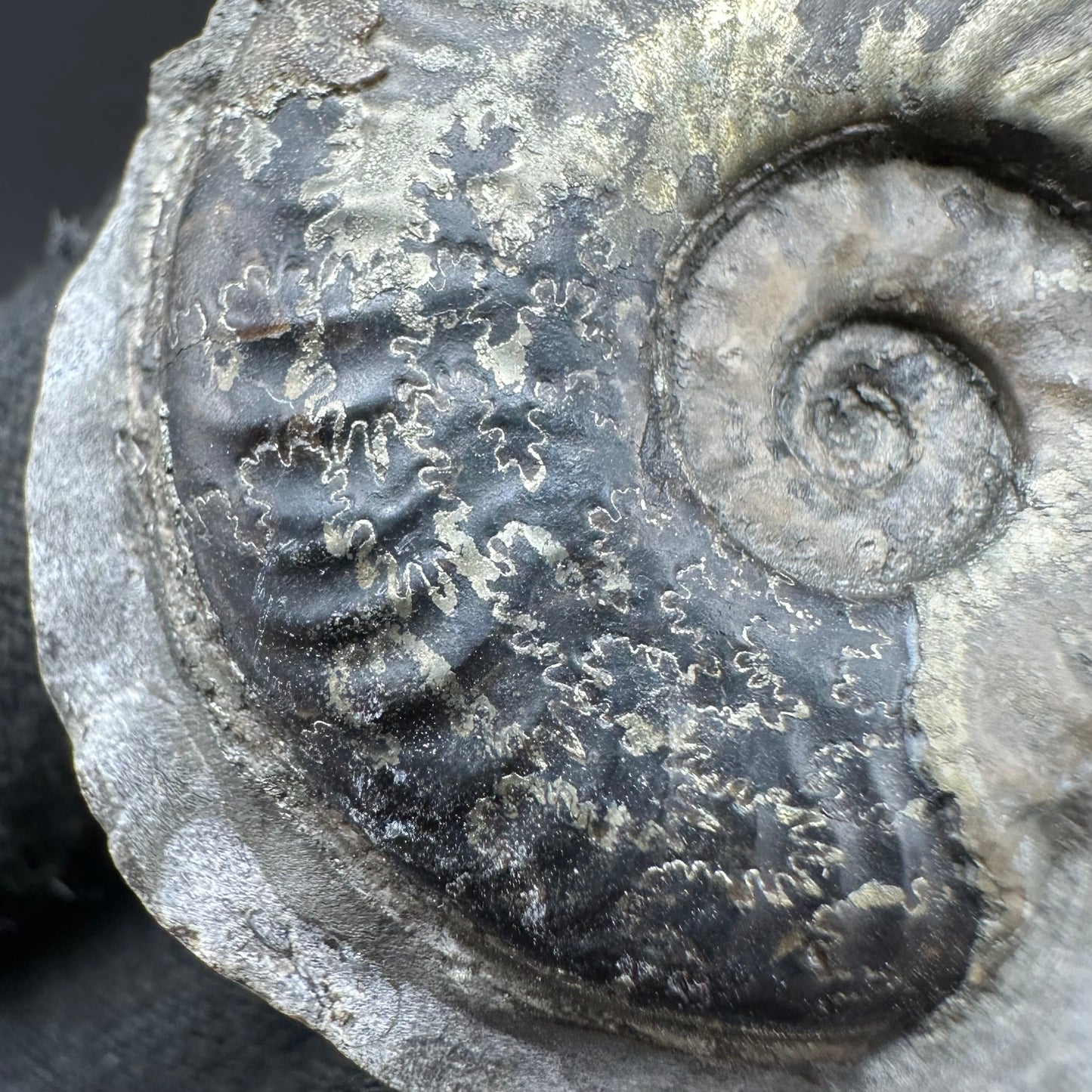 Golden Harpoceras Sp. Ammonite fossil with box and stand - Whitby, North Yorkshire Jurassic Coast Yorkshire Fossils