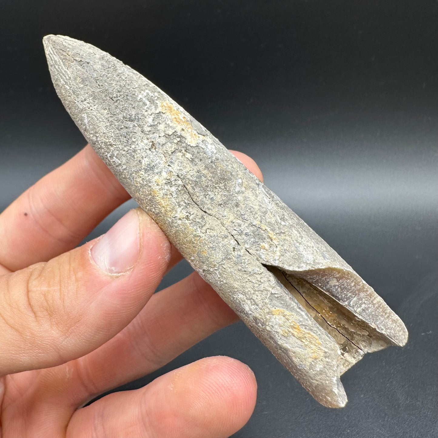 Belemnite (Fossil Squid) shell fossil with box and stand - Whitby, North Yorkshire Jurassic Coast Yorkshire Fossils