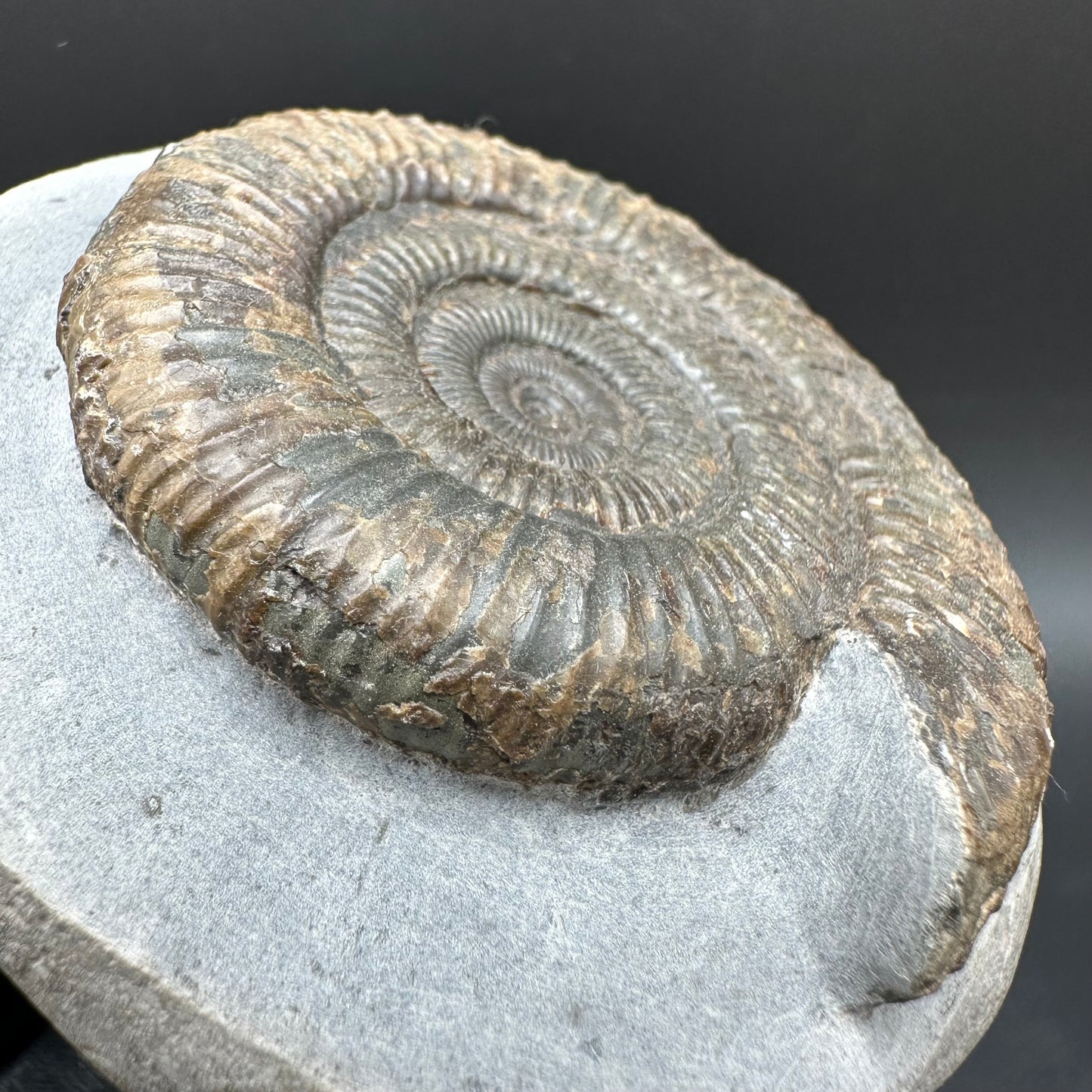 Dactylioceras Ammonite Fossil With Box And Stand - Whitby, North Yorkshire Jurassic Coast Yorkshire Fossils