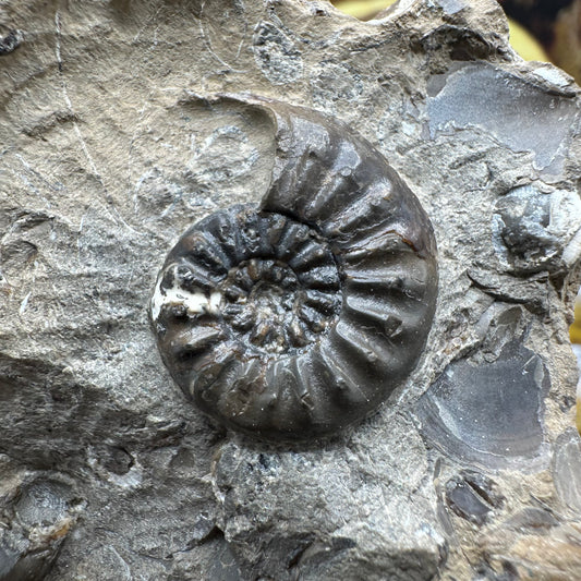 Amaltheus subnodosus ammonite fossil - Whitby, North Yorkshire Jurassic Coast Yorkshire Fossils