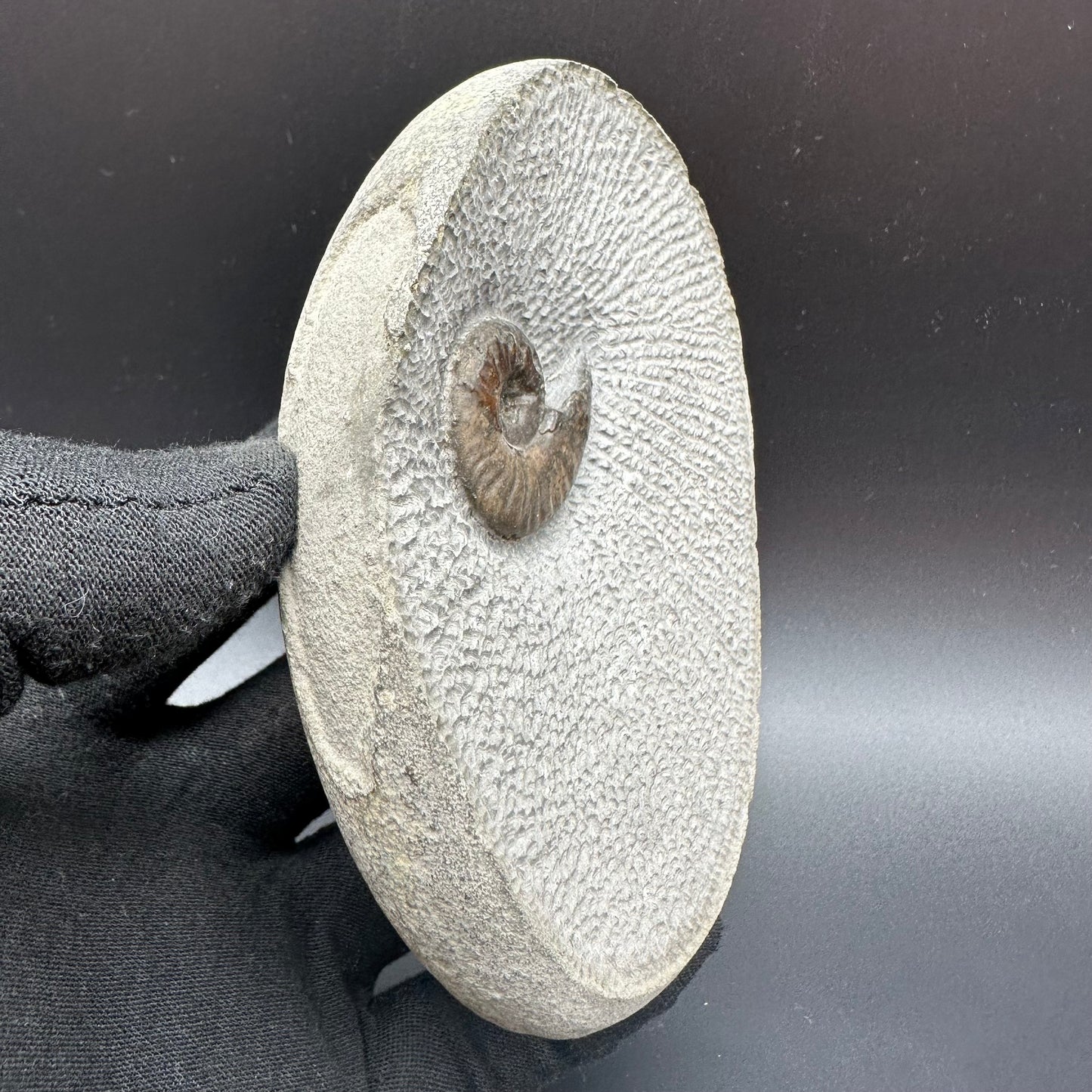 Eleganticeras Elegantulum ammonite fossil with box and stand - Whitby, North Yorkshire Jurassic Coast, Yorkshire Fossils