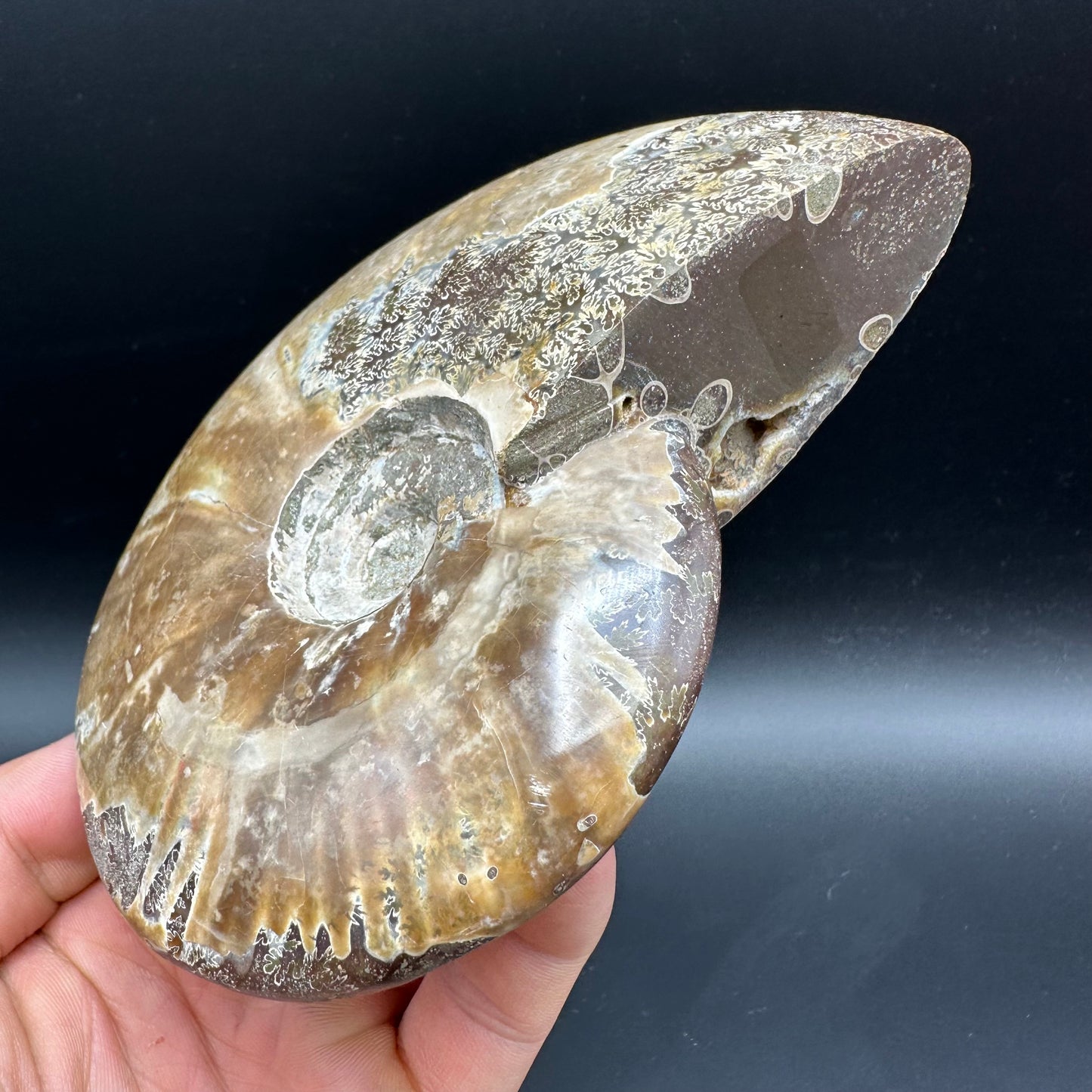 Cleoniceras Ammonite Fossil With Stand - Cretaceous Ammonite Madagascar