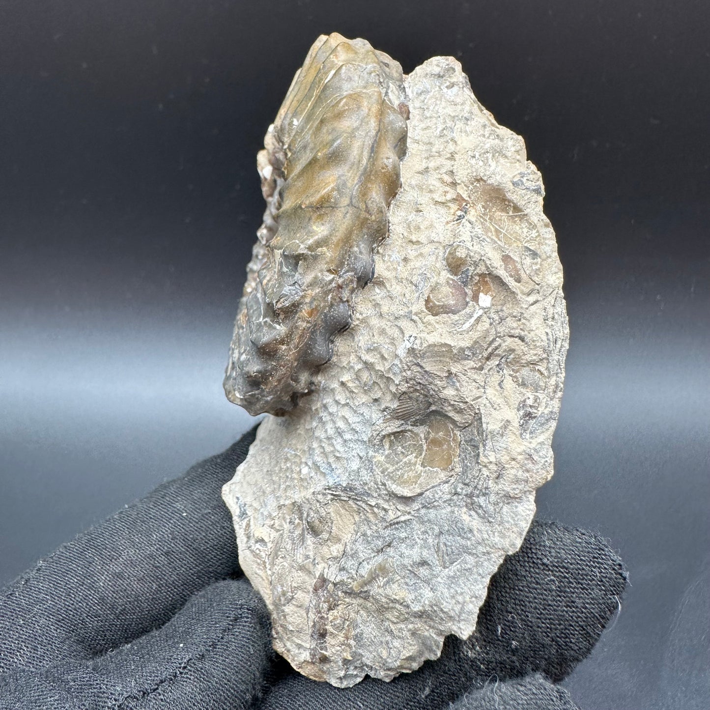 Pleuroceras paucicostatum ammonite fossil with box and stand - Whitby, North Yorkshire Jurassic Coast Yorkshire Fossils
