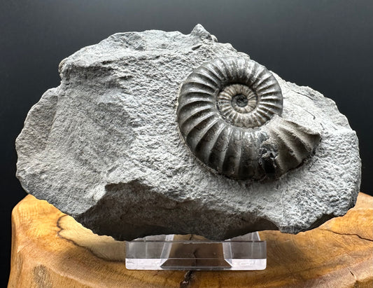 Aegasteroceras sagittarium ammonite fossil with box and stand - Whitby, North Yorkshire Jurassic Coast Yorkshire Fossils