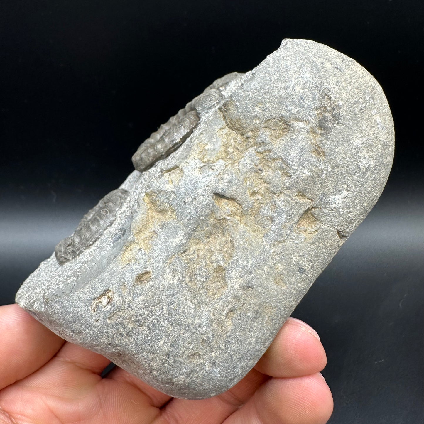 Arnioceras ammonite shell fossil with box and stand - Whitby, North Yorkshire Jurassic Coast Yorkshire Fossils