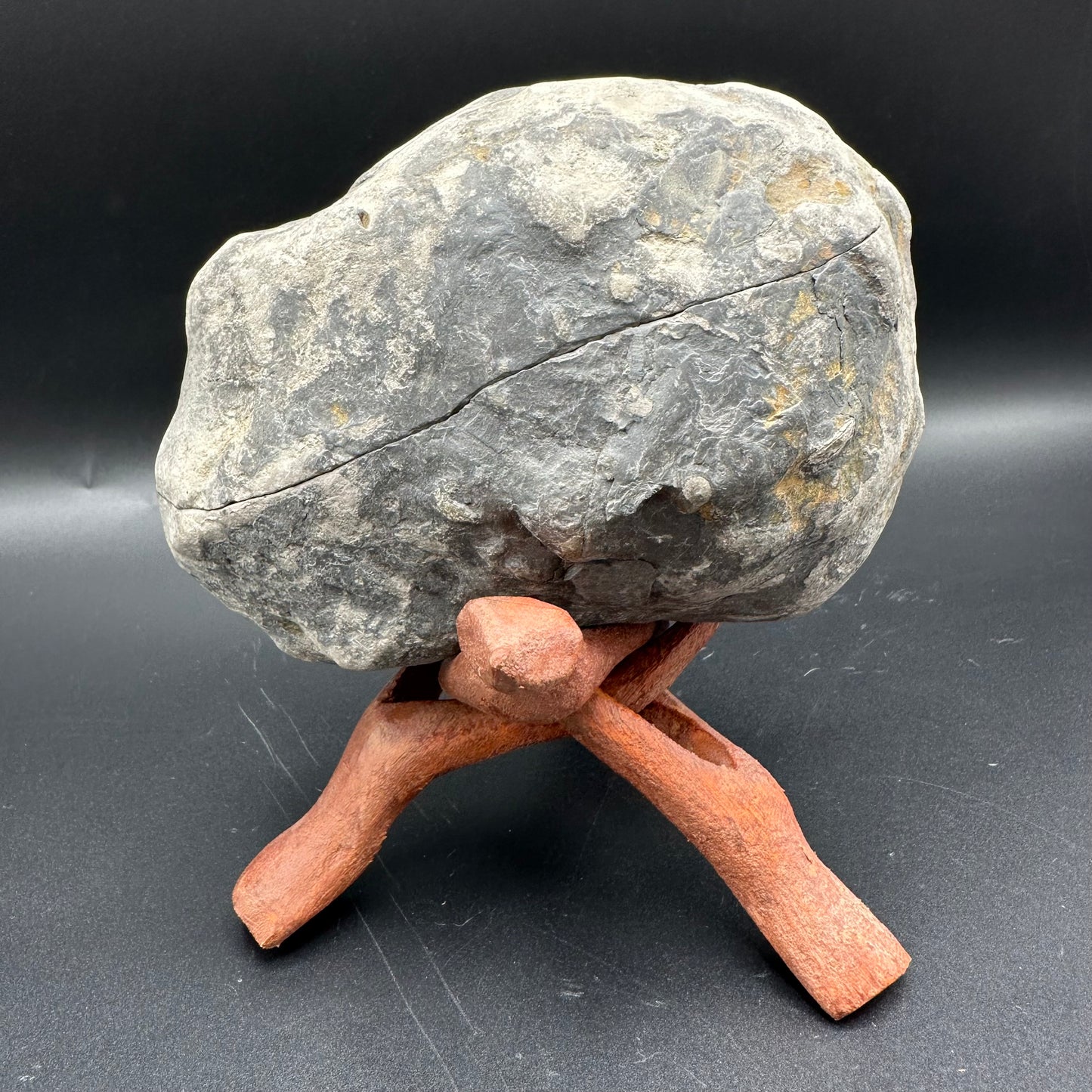 Dactylioceras Ammonite nodule (split pair) Fossil With Stand - Whitby, North Yorkshire Jurassic Coast Yorkshire Fossils