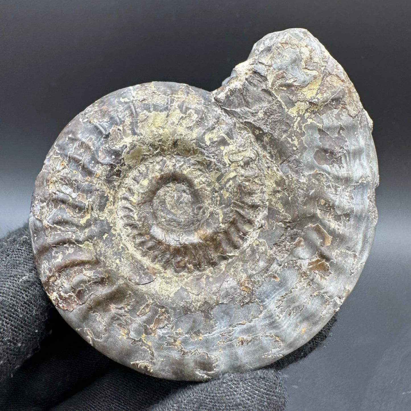 Golden Hildoceras lusitanicum Ammonite fossil with box and stand - Whitby, North Yorkshire, Jurassic Coast, Yorkshire Fossils from the Jurassic Coast